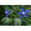1000+ Borage Herb Seeds -- Pest Repellent -- Heirloom --