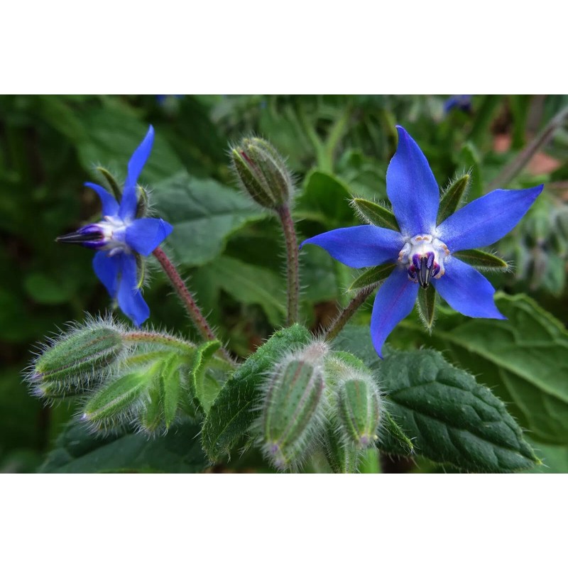 1000+ Borage Herb Seeds -- Pest Repellent -- Heirloom --