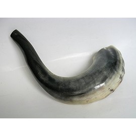 Kosher Shofar - Ram's Horn for Jewish holidays, natural Ram's horn for Yom Kippur and Rosh Hashanah