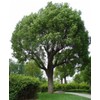 55 Camphor Tree Seeds Cinnamomum camphora camphorwood Camphor Laurel