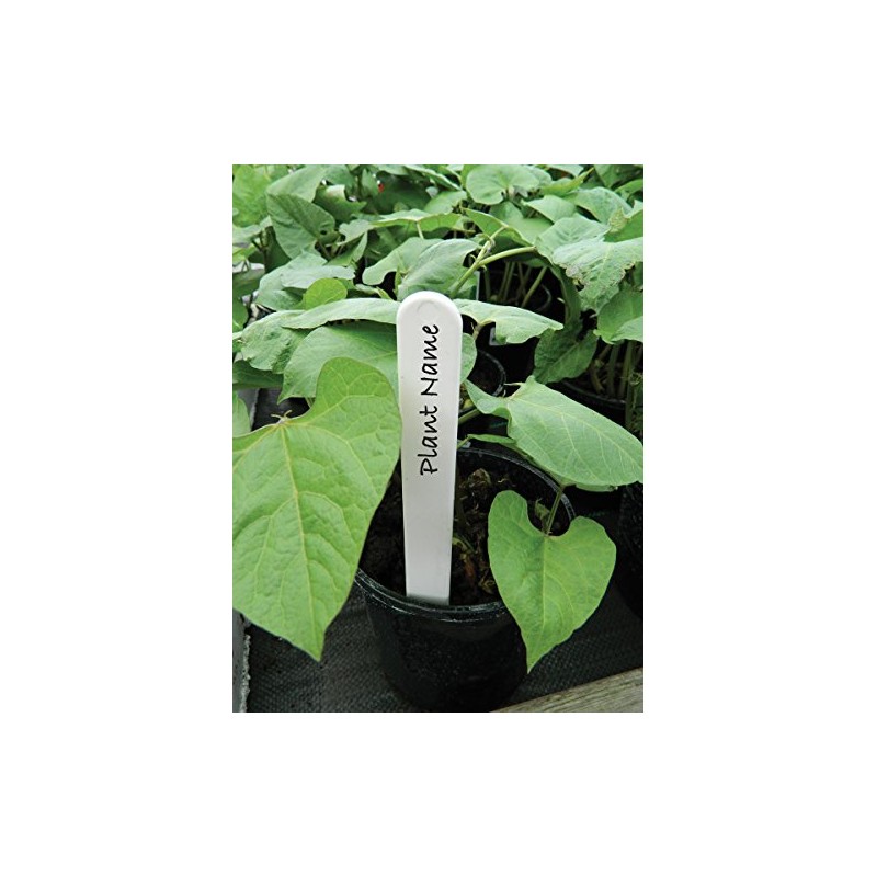 W0860 Garland 10cm (4") Plant Labels (50) (White)