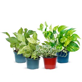 Live Combo 4 Pothos, Pearls and Jade, Marble Queen, Golden & Jade, Office Gift, Floral Inspiration, Thank You Gift, Birthday Gift, Christmas Gift in 6" Pots