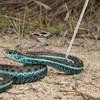 Collapsible Snake Hook Stainless Steel Extensible Snake Catcher Capture Hook