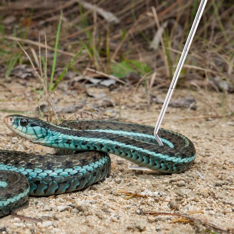 Collapsible Snake Hook Stainless Steel Extensible Snake Catcher Capture Hook