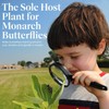 American Plant Exchange Live Milkweed Plant, Host for Monarch Butterflies,