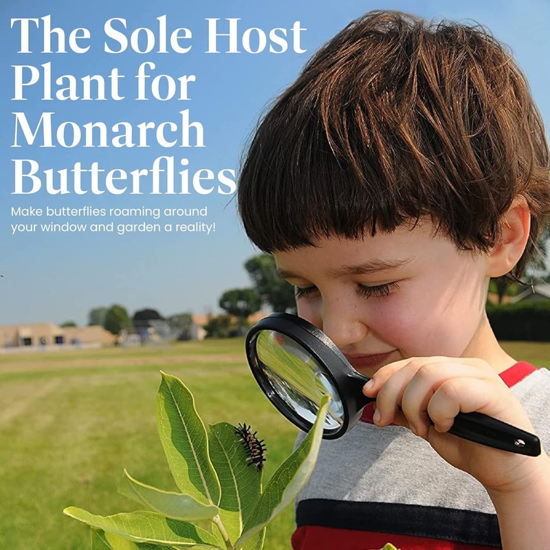 American Plant Exchange Live Milkweed Plant, Host for Monarch Butterflies,