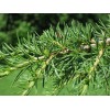 Fresh Lebanon Cedar (Cedrus libani), 5 seeds