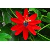 Buy Rare Seeds Passiflora manicata | Red Passion Flower| 10_Seeds