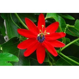 Buy Rare Seeds Passiflora manicata | Red Passion Flower| 10_Seeds
