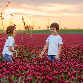 Crimson Clover Seeds – 1/4 lb (~11,600 Seeds) for Cover Crops, Wildlife Forage, Pasture, Hay, Pollinator Attraction, Green Manure & More – Legume Clover Seeds for Planting
