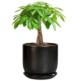 SUNPOTFOR Ceramic Planter 7 Inch - Cylinder Round Modern Indoor Plant Pot for Plants with Drainage Hole and Saucer, Room Home Patio Office Patio Decor, Black