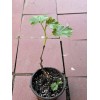 Kyoho Grape With Pot 8” Sweet Seedling Live Plant Ready