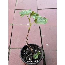 Kyoho Grape With Pot 8” Sweet Seedling Live Plant Ready To Grow