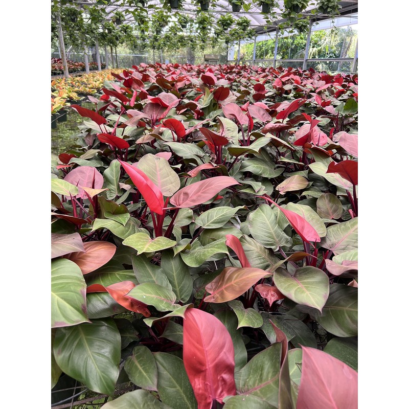 Time Release Fertilizer (1, 0.5 lb.)_AB