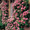 200+ Mix Climbing Rose Seeds for Planting Outdoors Ornamental Climbing
