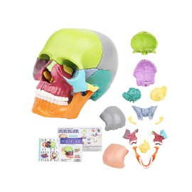 Anatomical Skull Model with Coloured Marking - Didactic Skull Model for Medical Studies