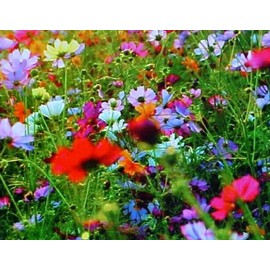 Perennial Wildflower 800 SEEDS FALL PERENNIAL   25-VARIEY MIXTURE OF WILD FLOWER SEEDS