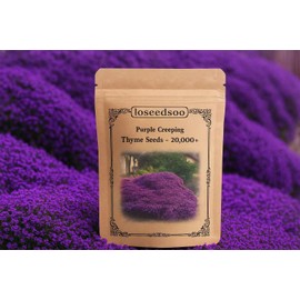 20000+ Creeping Thyme Seeds for Planting -Perennial Ground Cover Plants Flowers Non-GMO Heirloom (Purple)
