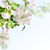 Apple Blossom Premium Fragrance Oil, 4 Oz. Bottle