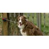 Lixit Bracket Mount and Stake Retractable Leash Tie Outs for