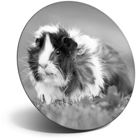 Destination Vinyl ltd Magnet for Refrigerator, Fridge BW - Guinea Pig Pets Animals Cute for Office, Cabinet and Whiteboard, Magnetic Stickers, 41436