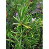 Rosemary (Rosmarinus Officinalis) Organic – Approx. 50 Seeds