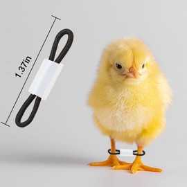 60 Pieces Baby Chicken Splay Leg Hobble Brace (Black)