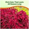 Outsidepride Wizard Velvet Red Coleus Seeds for Planting - 200