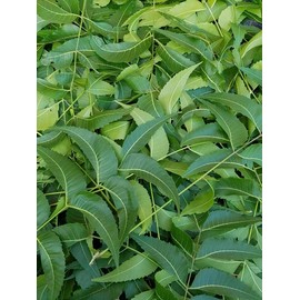 Fresh Neem Leaves, Azadirachta Indica, Margosa, from South Florida. (3 OZ)