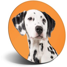 Destination Vinyl ltd Magnet for Refrigerator, Fridge - Cute Orange Dalmatian Dog for Office, Cabinet and Whiteboard, Magnetic Stickers, 12935