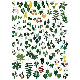 Laminated Common Trees of Eastern North America Sibley's Poster Print 24x36