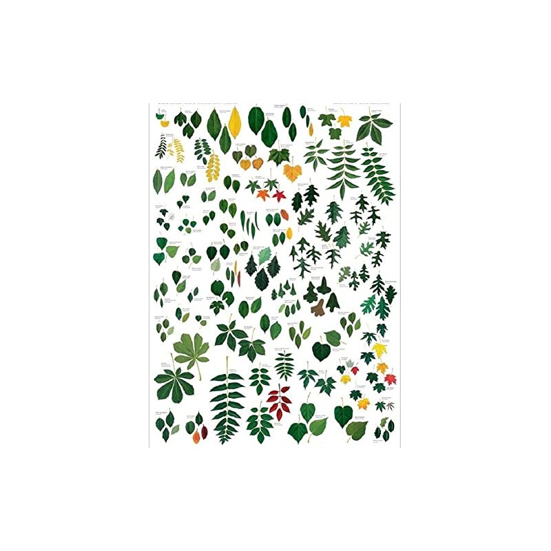 Laminated Common Trees of Eastern North America Sibley's Poster Print