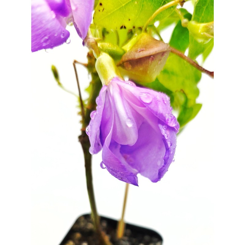 Snail Vine live plant in 2 inch pot ~ Vigna