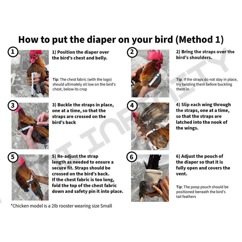 Chicken Diapers for Hens, Roosters - Disposable Lining, Reusable, Adjustable,
