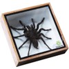 Real Giant Bird Eating Eurypeima Spincrus Tarantula Spider Animals Taxidermy