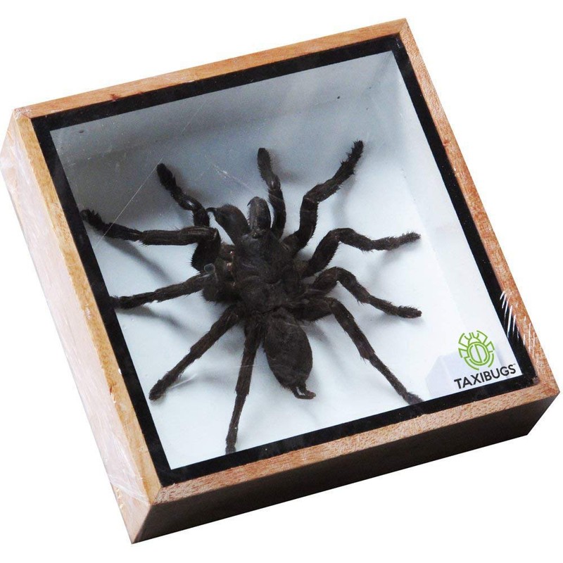 Real Giant Bird Eating Eurypeima Spincrus Tarantula Spider Animals Taxidermy