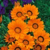 Outsidepride Gazania Kiss Orange - 100 Seeds