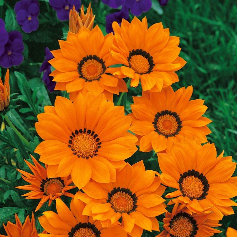Outsidepride Gazania Kiss Orange - 100 Seeds
