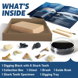 EggBox Shark Tooth Excavation and Collection Kit, 1 Real Shark Tooth and 8 Replica Shark Teeth for Boys and Girls Aged 6,7,8,9,10 and 12 Years