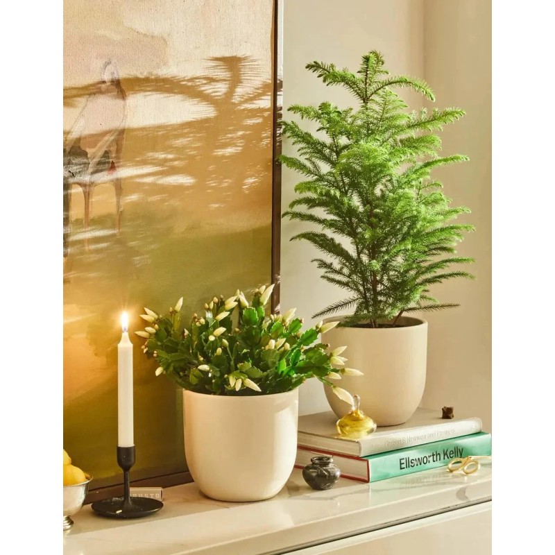 Norfolk Island Pine - Live Home and Office Decor Christmas