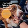Veterinary Formula Clinical Care - Champú para perros con avena