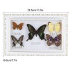 Jeffergarden Framed Butterflies Specimen, 9.5 * 29.5 * 4 cm