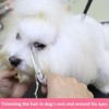 HASHIMOTO Small Dog Grooming Scissors with Rounded Tips, 5.0 inch,