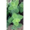 Apple Mint Mentha Rotundifolia Mint Bowle's 1000+ Seeds for Planting
