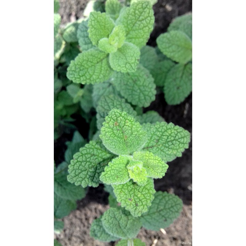 Apple Mint Mentha Rotundifolia Mint Bowle's 1000+ Seeds for Planting