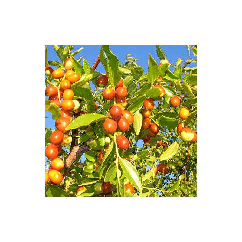 Palm Beach Medicinal Herbs - Chinese Jujube (Ziziphus Jujuba) -