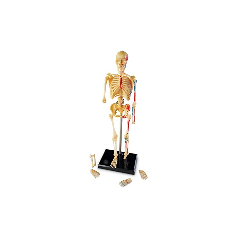 Learning Resources Skeleton Model, Science Classroom Must Haves, STEM Student