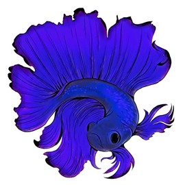 4” Betta Fish Sticker Blue Beautiful Aquarium Hobby Tropical Siamese Fight