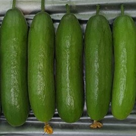Cucumber Seeds - Green Light - Hybrid - 1 Oz ~1100 Seeds - Non-GMO, F1 Hybrid - Asian Garden Vegetable