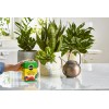 Miracle-Gro Water Soluble All Purpose Plant Food 1.5 lbs.